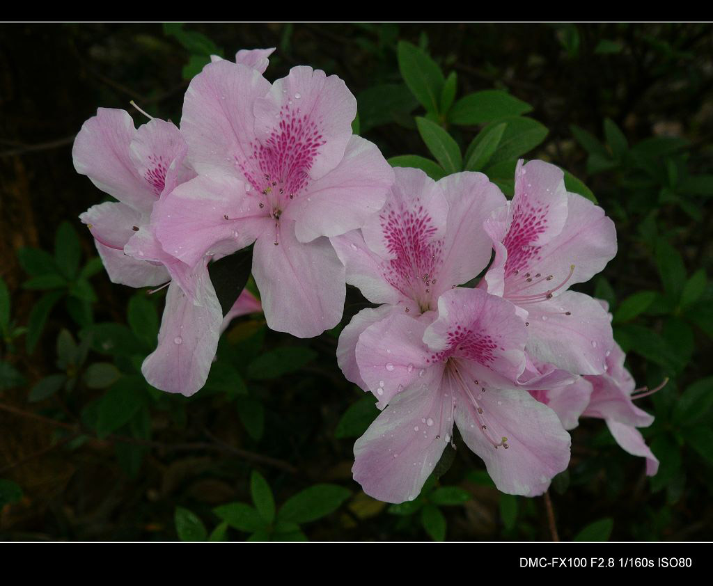 杜鹃花 摄影 ssw