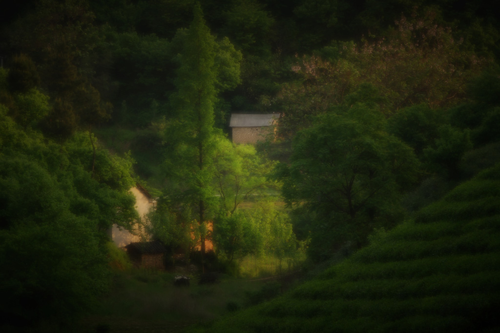 家园 摄影 雨好