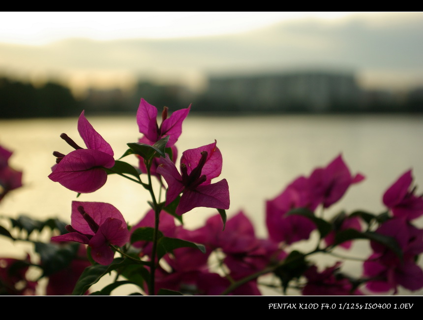 chinese garden 摄影 pullman600