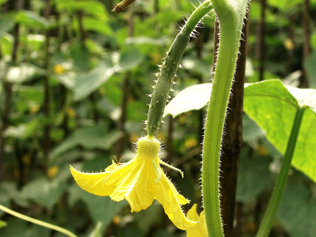 黄瓜花 摄影 阳朔陈公兴