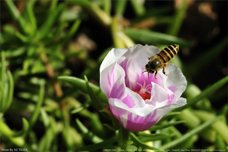 蜜蜂 摄影 深圳虎