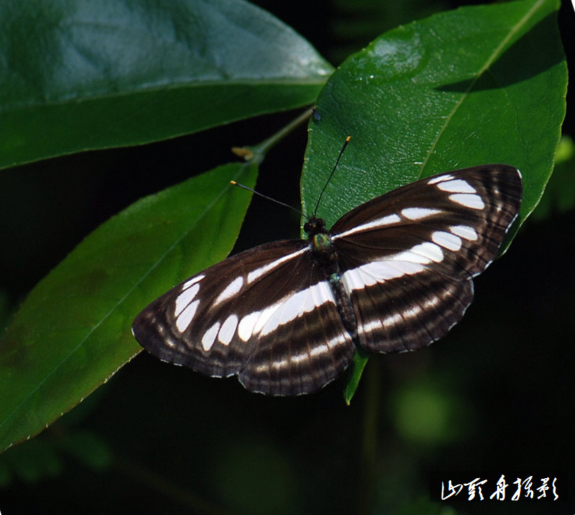 蝴蝶 摄影 山头舟