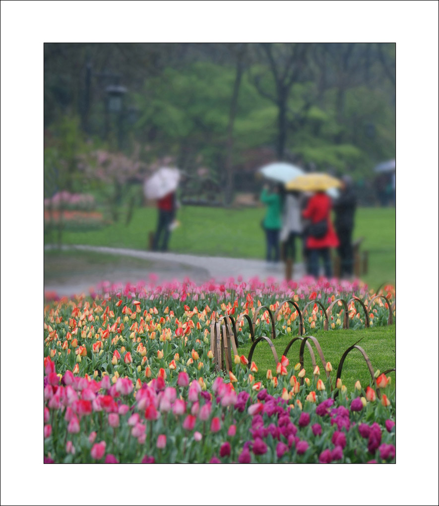 杭州春早——雨中小景 摄影 我心依旧