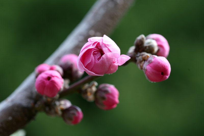 花蕾 摄影 灿烂的黎明