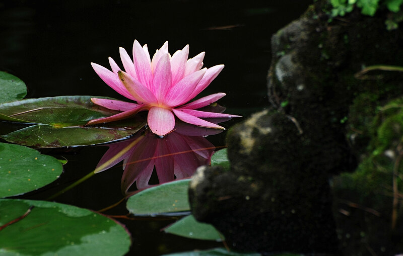 出水芙蓉 摄影 南岸居士