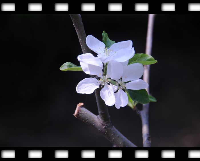 a花儿 摄影 秋菊