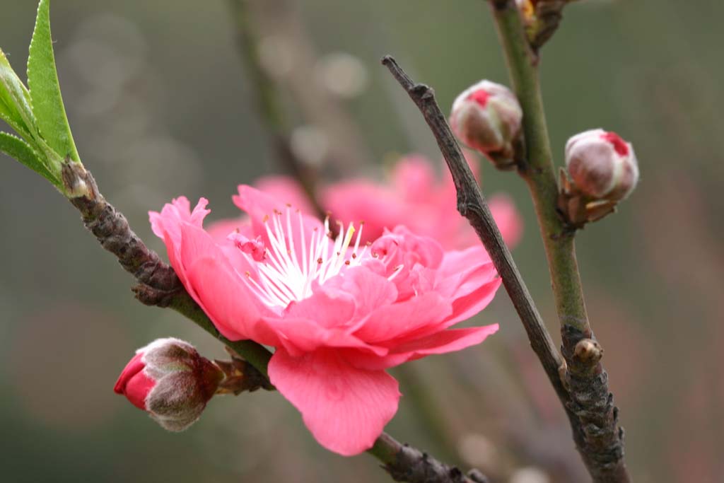 桃花盛开 摄影 红尘外