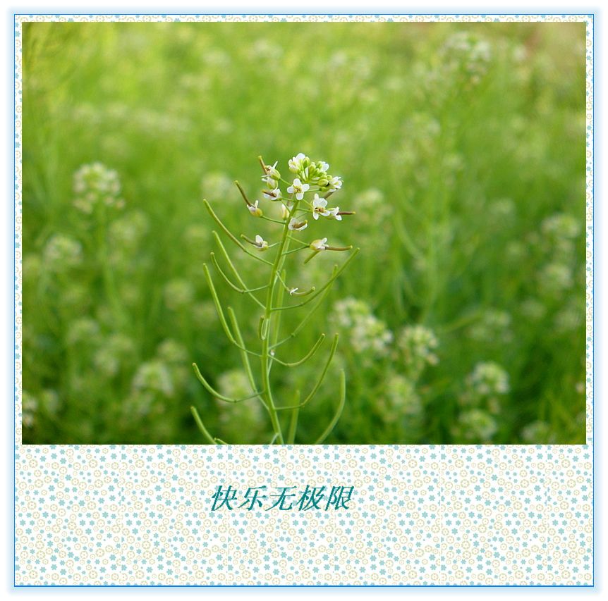 野菜的春天 摄影 快乐无极限