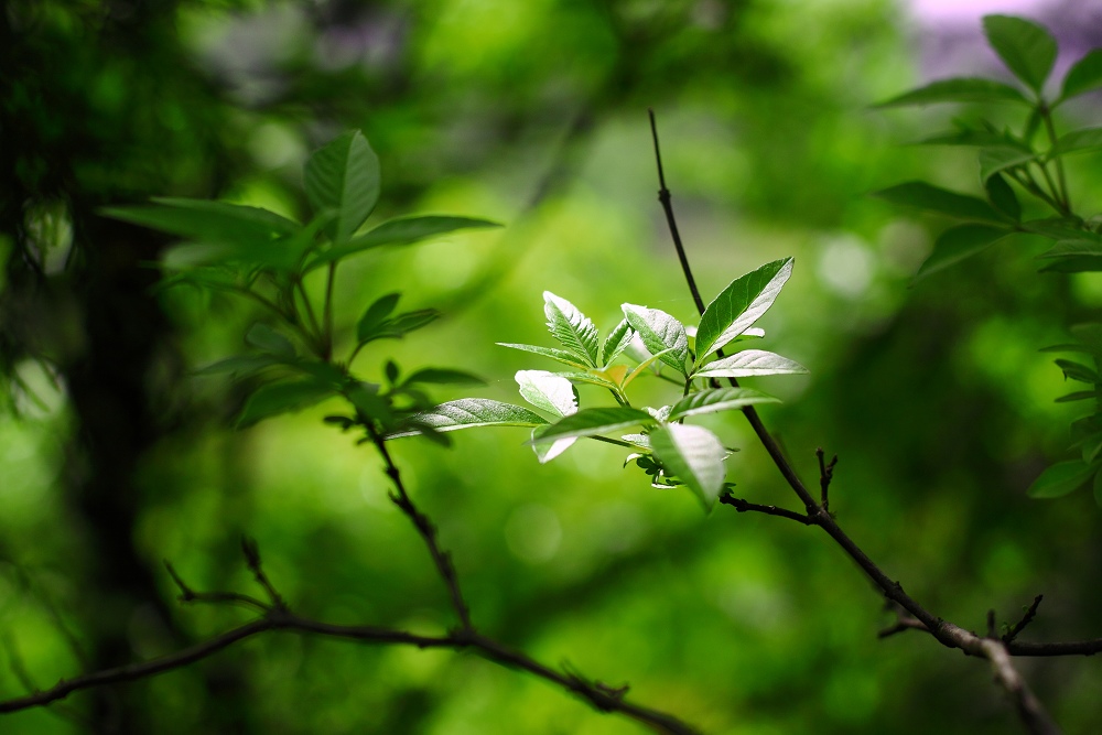 阳光下的树叶 摄影 边拍边学