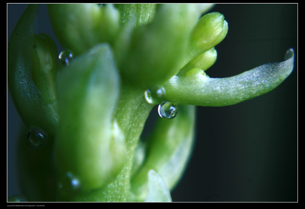 虎皮兰花芽 摄影 油灯