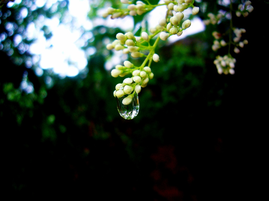 雨后3 摄影 三水眠