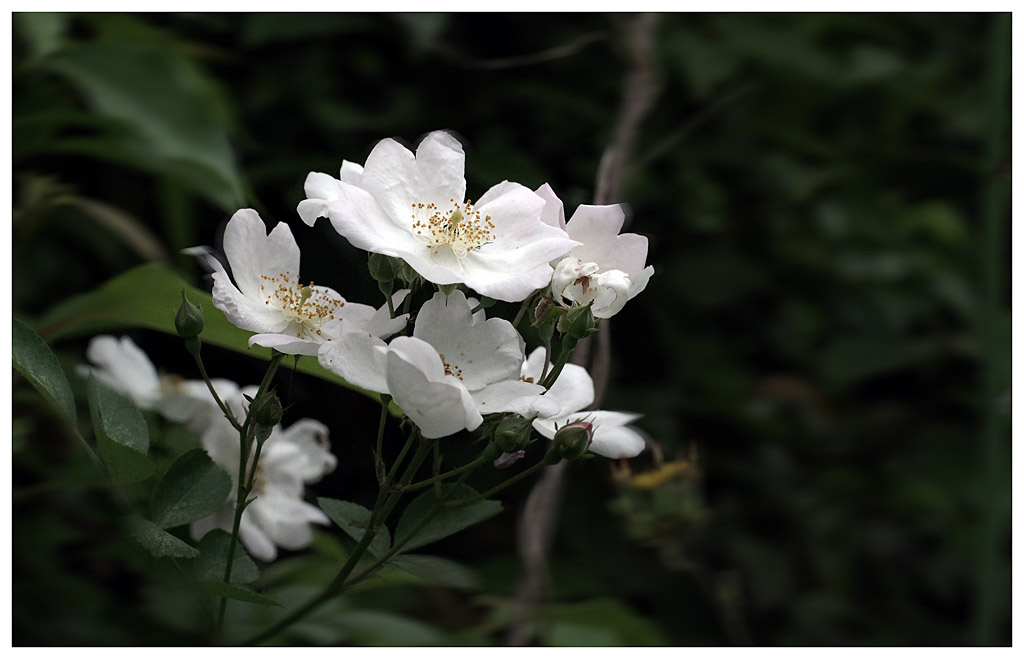 花非花 摄影 燃放共同