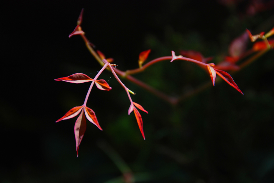 小草 摄影 昕昕