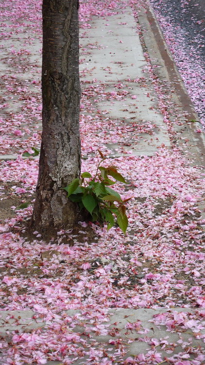 夜來風雨声 摄影 老驥