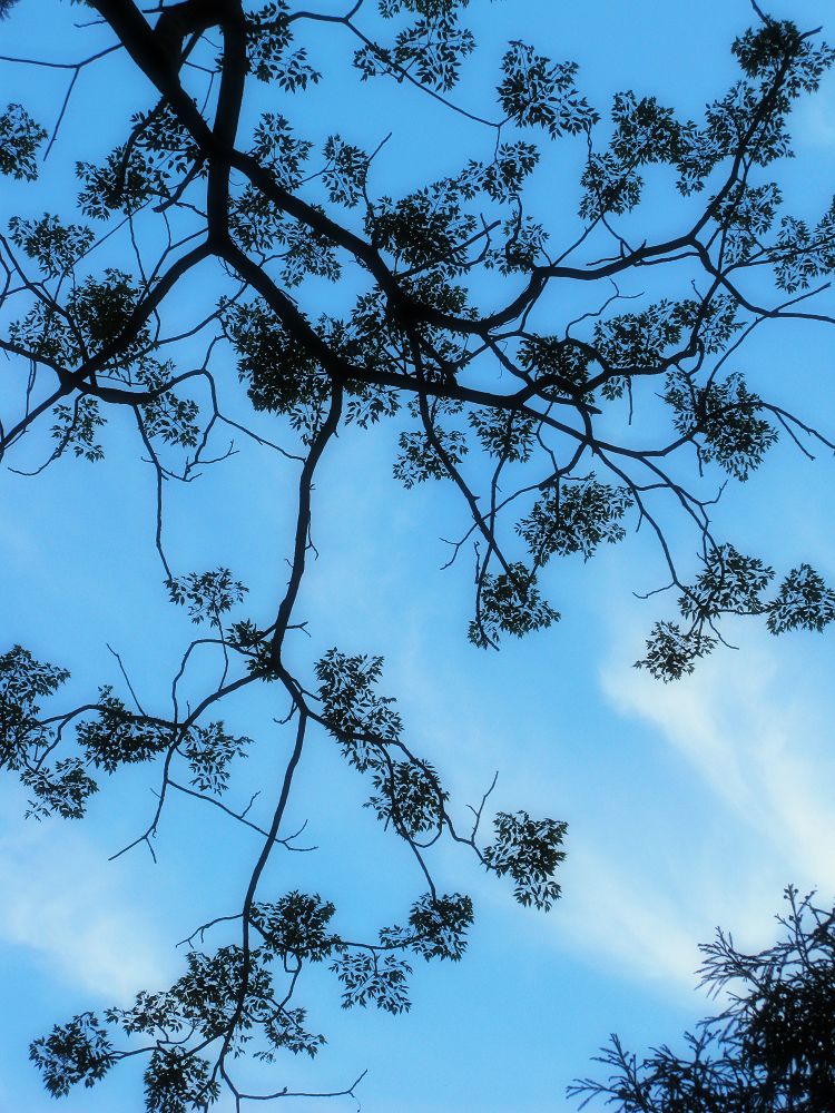 林间夜色 摄影 静空铃