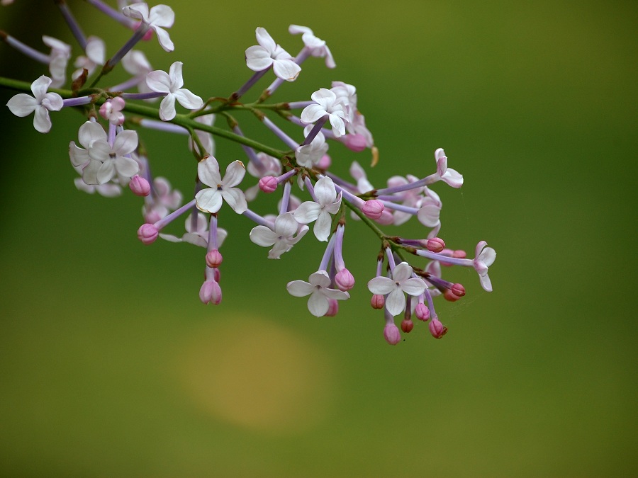 丁香花开 摄影 一声惊雷