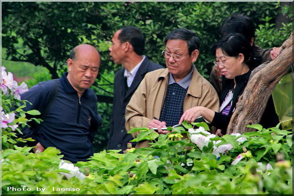 牡丹花开时节 摄影 郑州老冒