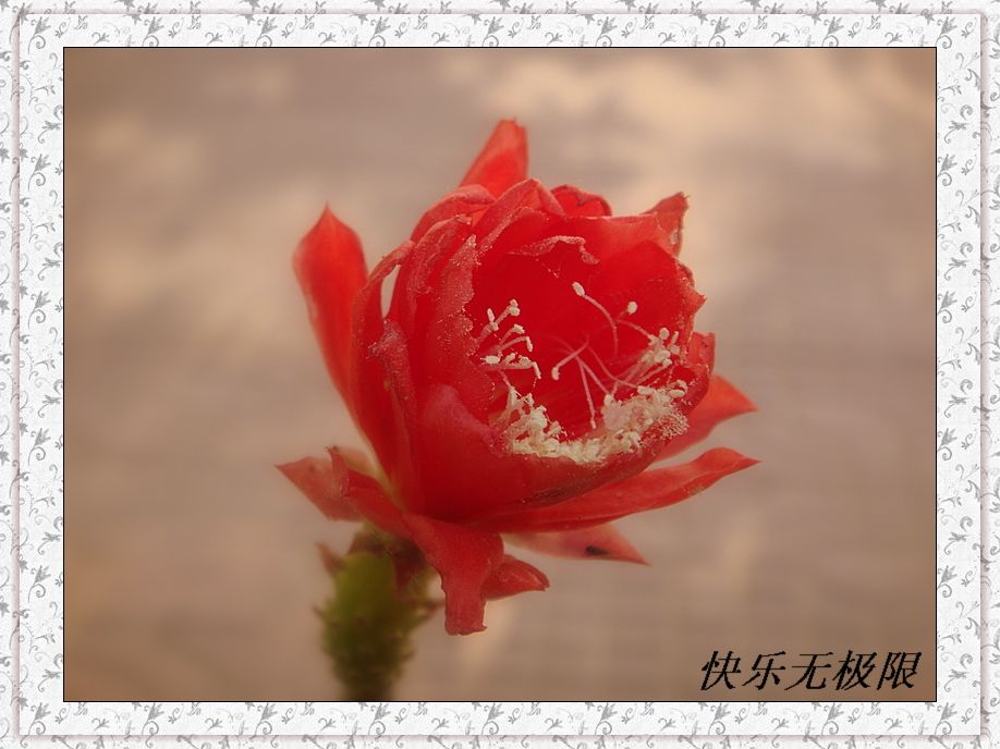花 摄影 快乐无极限