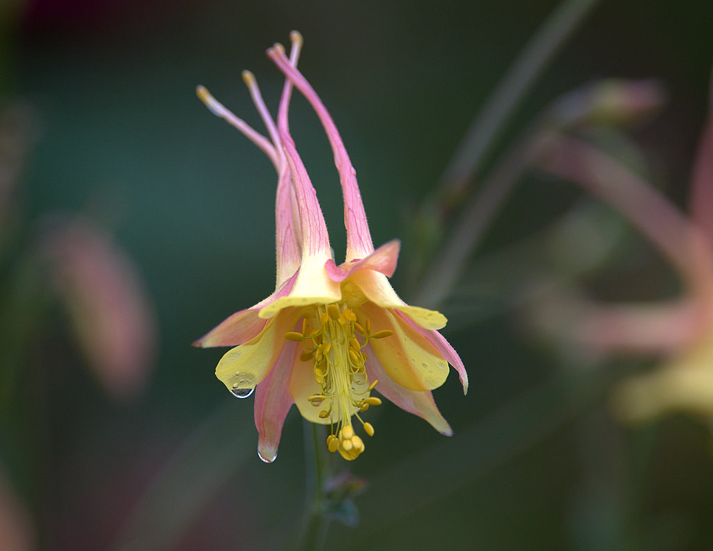 flower-04 摄影 fengsheng