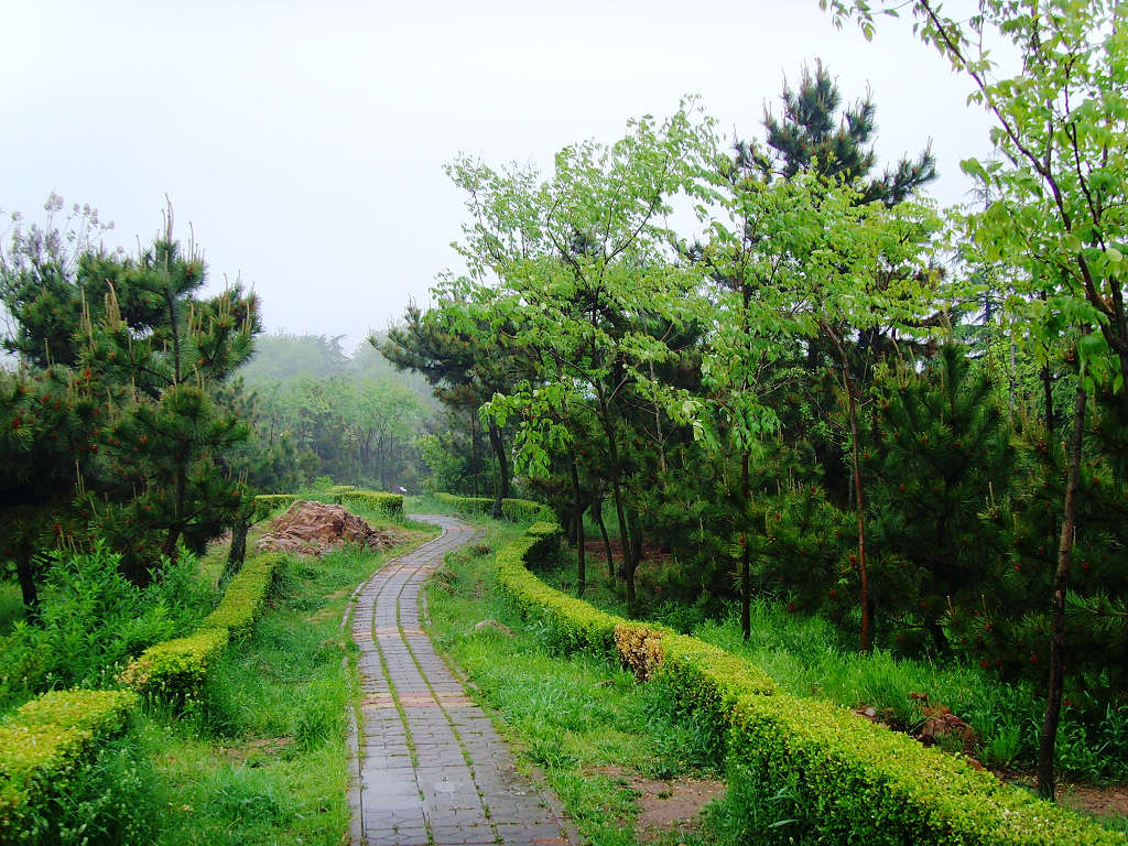 雨中即景 摄影 海鸥119