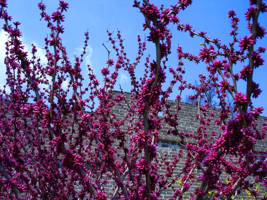 花满枝 摄影 花魁