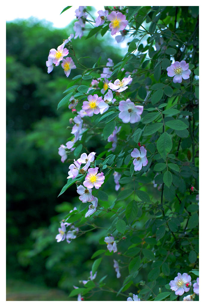 花非花 摄影 燃放共同