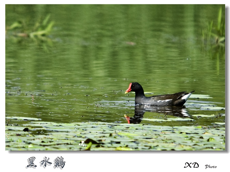 黑水鸡 摄影 淼淼59