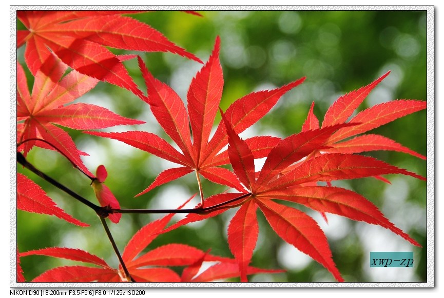 与花争艳 摄影 追花人