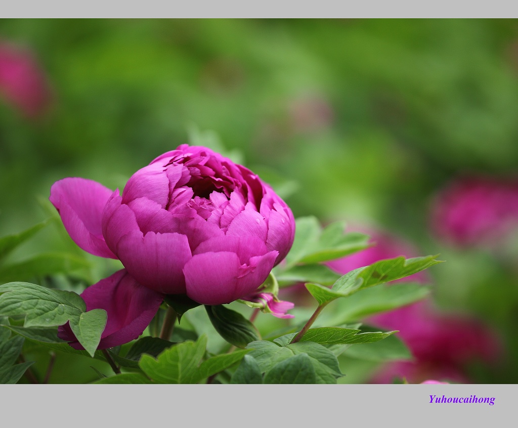 含笑蓓蕾 摄影 雨后彩虹1127