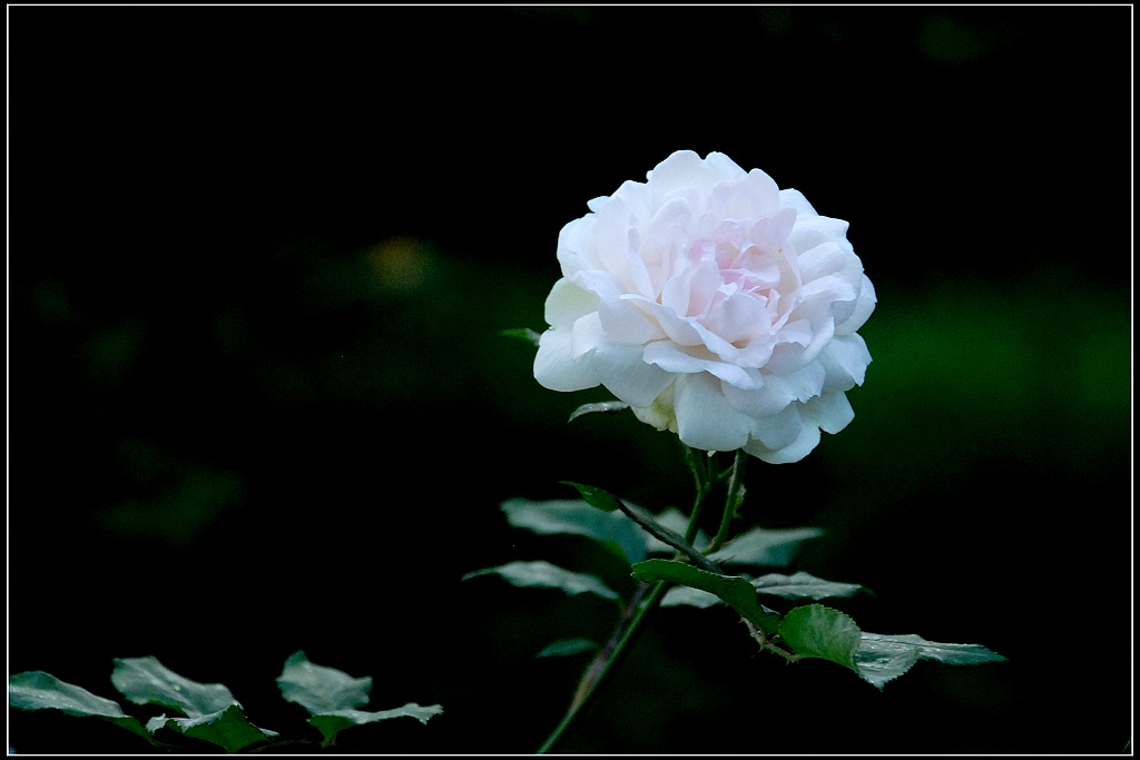 月季花 摄影 阳光灿烂中