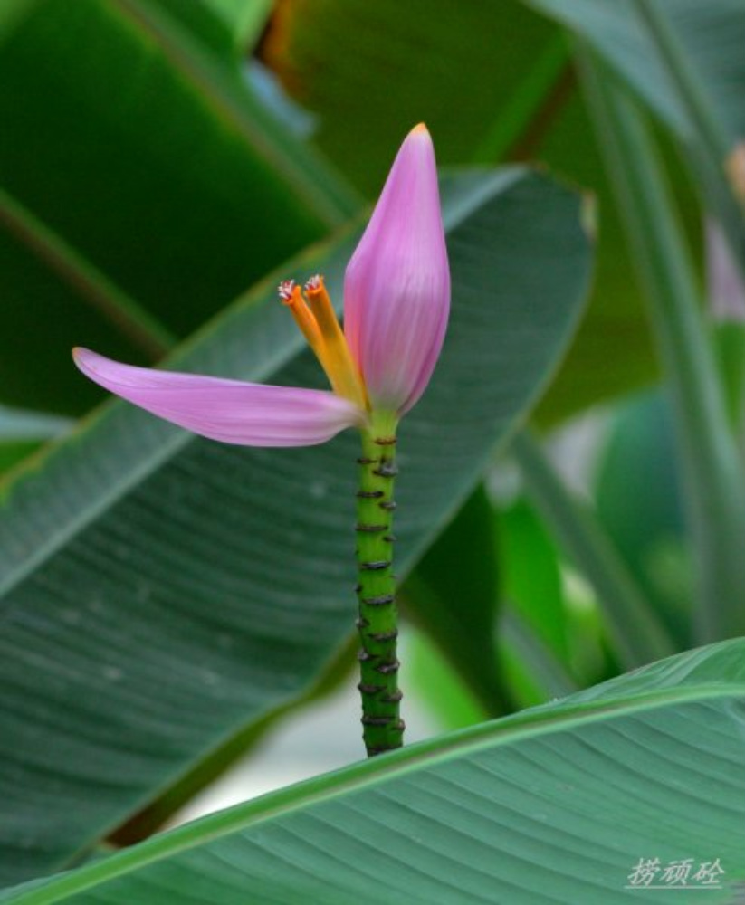 紫芭蕉 摄影 捞顽砼