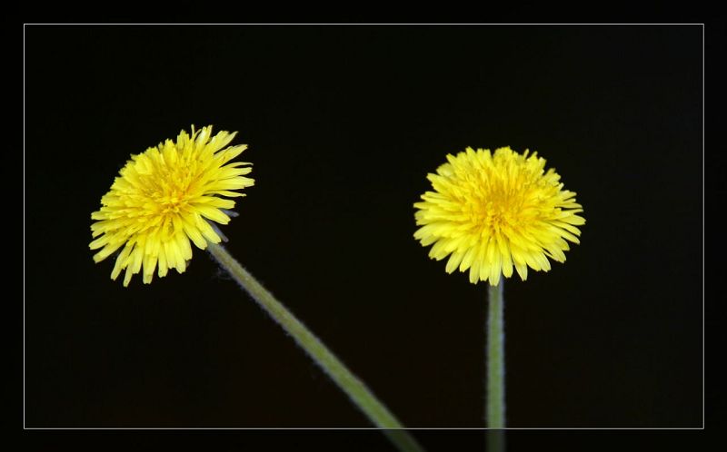 小花 摄影 无级变速