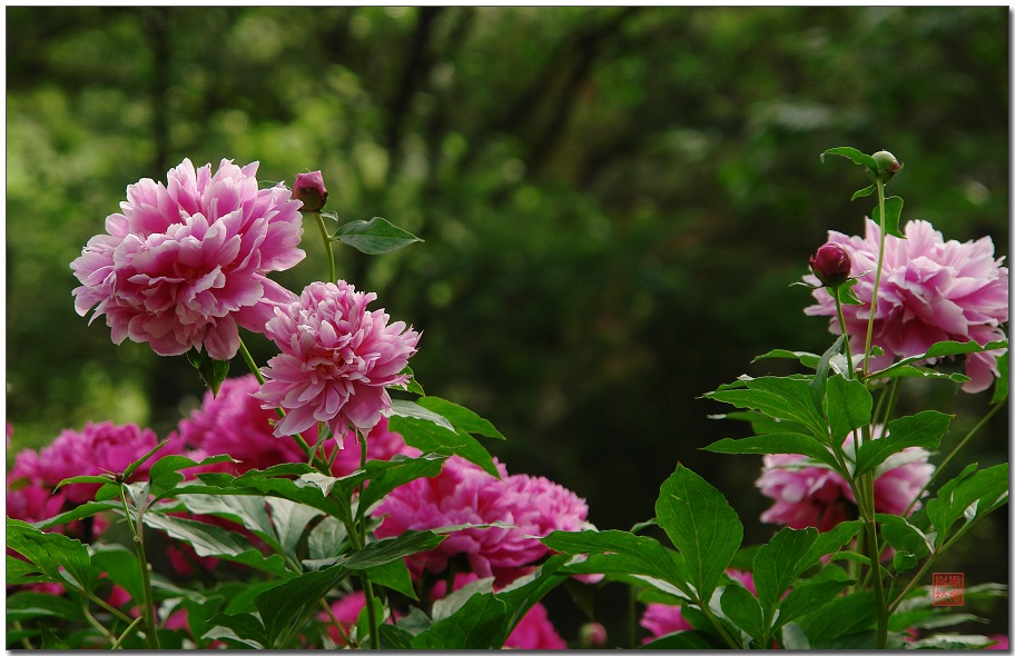 芍药 摄影 橄榄树枝