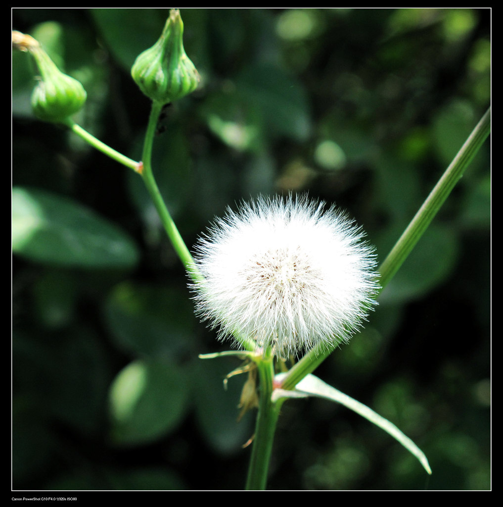 小小白花寄哀思 摄影 踏月而行