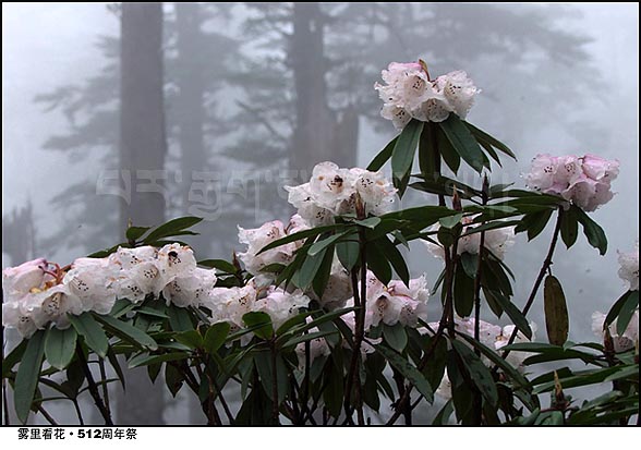 雾里看花·512周年祭 摄影 康定户口