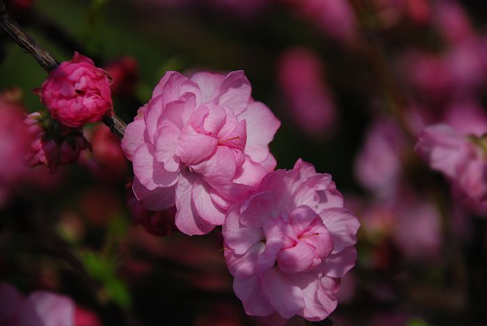 春暖花开 摄影 云中飞燕