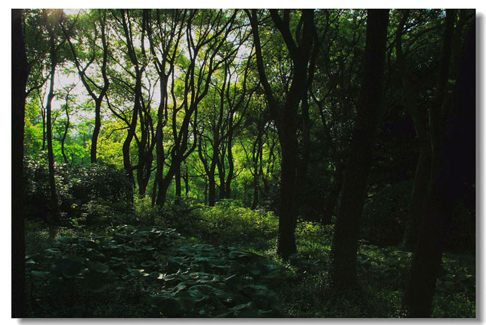 森林晨曦 摄影 青山居士