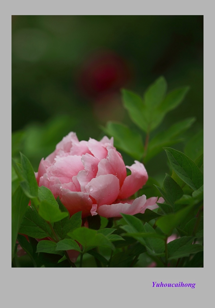 碧纱粉黛 摄影 雨后彩虹1127