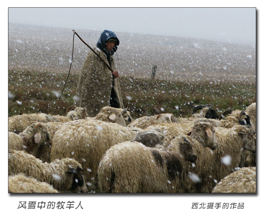 风雪中的牧羊人 摄影 西北摄手