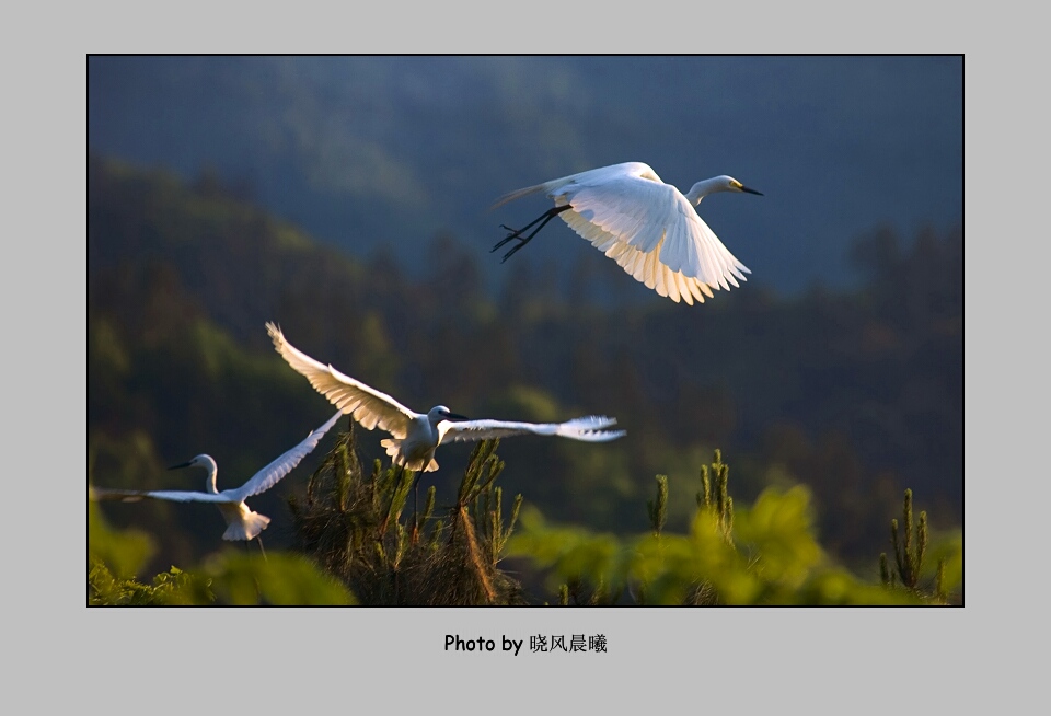 《同鹭不同流》 摄影 晓风晨曦