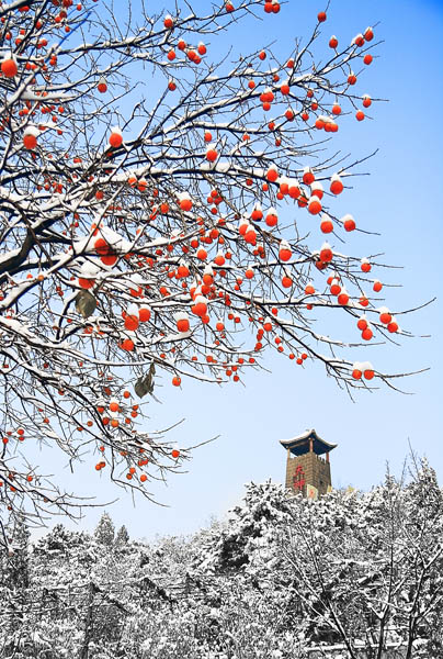 冬雪 摄影 怀庆府人