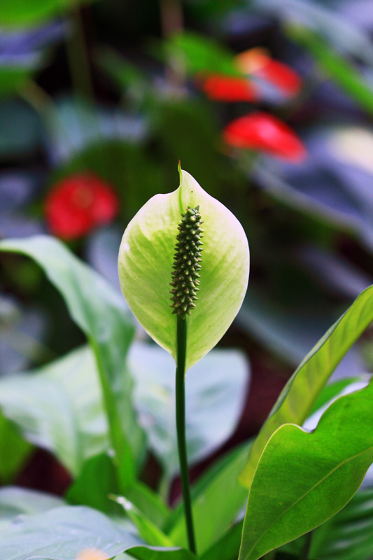 植物 摄影 浪公