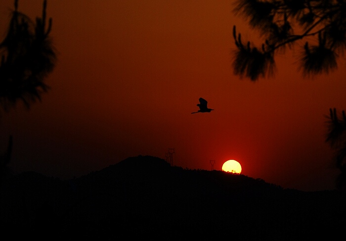 夕阳催雁归 摄影 四明岚风