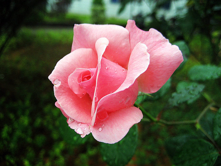 雨后娇 摄影 林风溪水