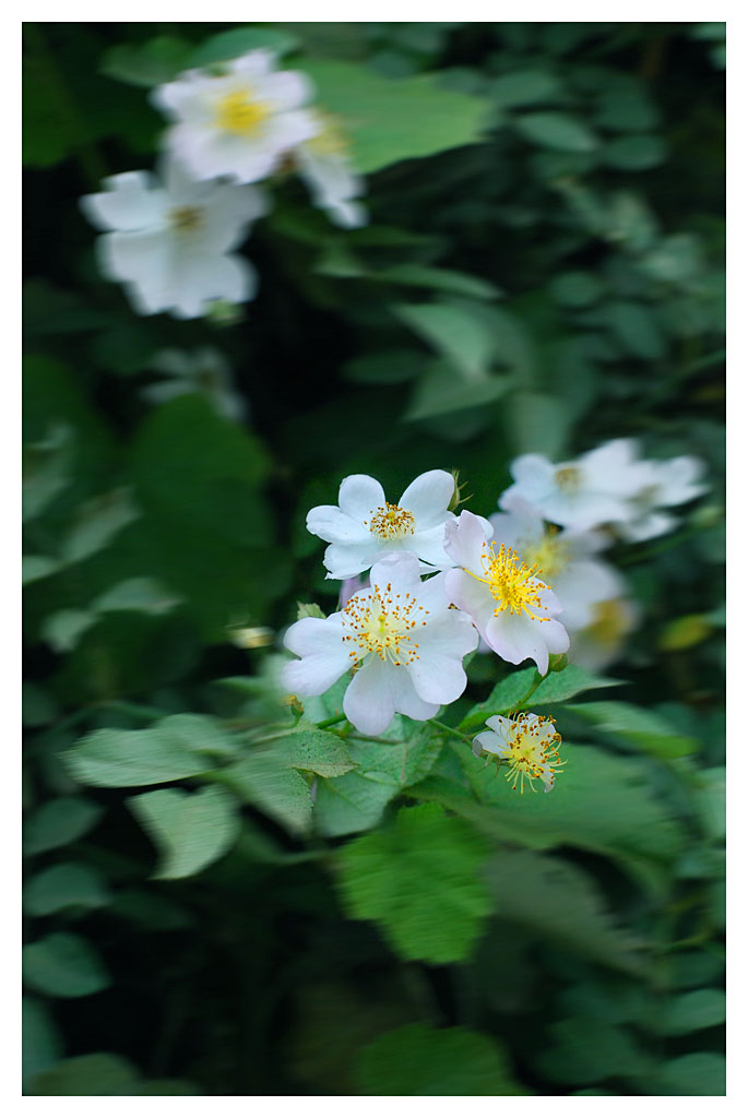 花非花 摄影 燃放共同