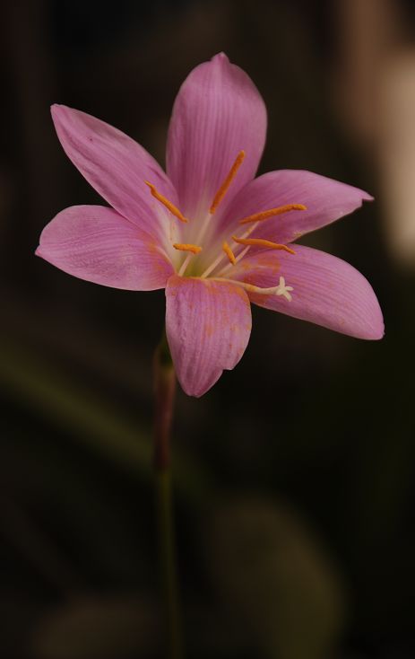 花香不求多 摄影 sweet痕