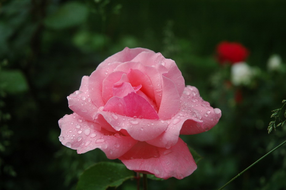 芙蓉出水 摄影 磨破鞋