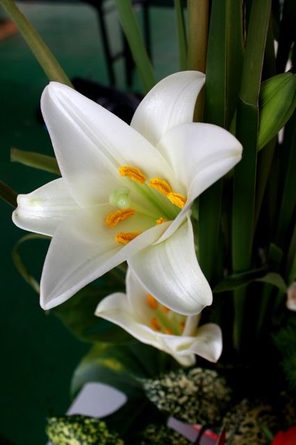 百合花1 摄影 平安