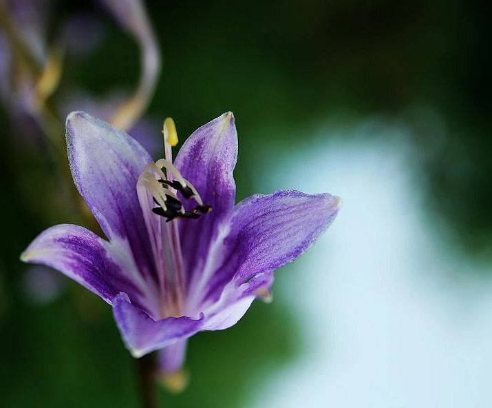 无名花 摄影 小小尼康