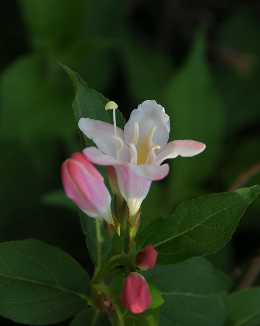 锦兰 摄影 秋菊